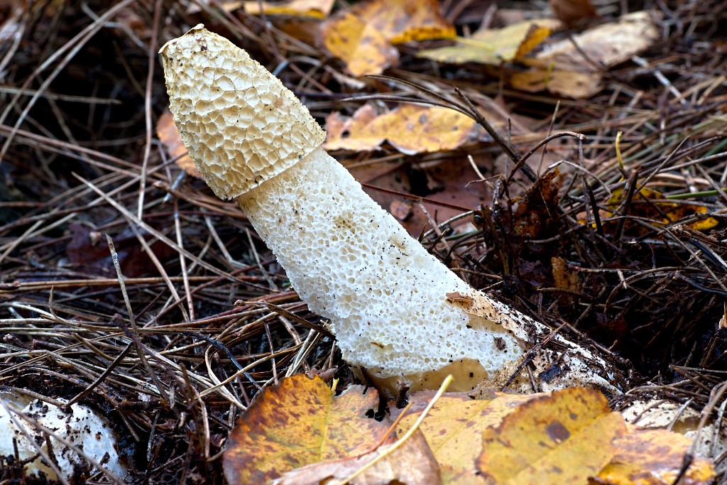 paddenstoel paddenstoelen paddestoel paddestoelen schimmel zwam schimmels zwammen hdr paddo paddos champignon champignons herfst najaar